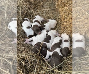 German Shorthaired Pointer Puppy for sale in MUSCODA, WI, USA