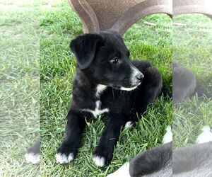 Border Collie-Great Pyrenees Mix Dogs for adoption in Estherville, IA, USA