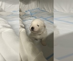 Puppy Puppy 2 Samoyed