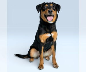 Mutt Dogs for adoption in Rowlett, TX, USA