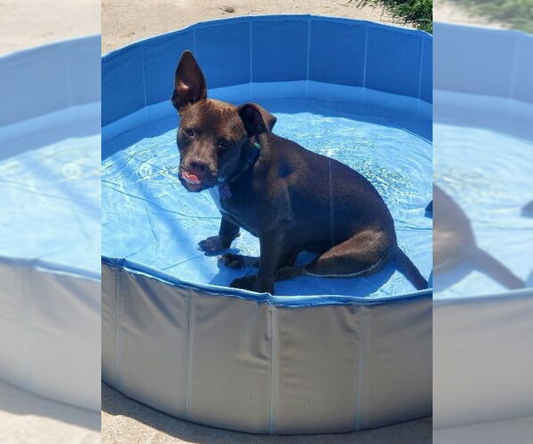 Medium Photo #4 Mutt Puppy For Sale in Mount Laurel, NJ, USA