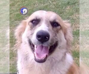 Great Pyrenees Dogs for adoption in Spring, TX, USA