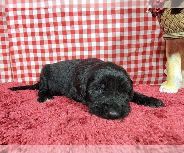 Medium Photo #15 Golden Mountain Dog Puppy For Sale in BLACK FOREST, CO, USA