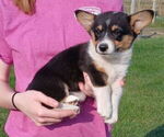 Image preview for Ad Listing. Nickname: Sammy