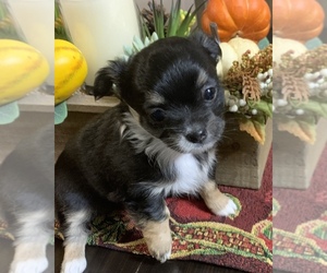 Chihuahua Puppy for sale in DEVILLE, LA, USA