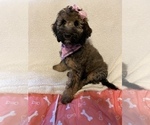 Small Photo #4 English Setter-Irish Doodle Mix Puppy For Sale in ANAMOSA, IA, USA