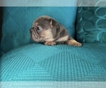 Small #9 French Bulldog