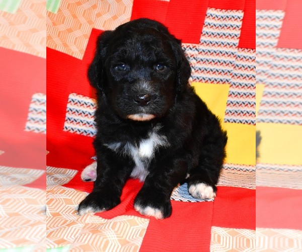 Medium Photo #14 Sheepadoodle Puppy For Sale in ASPERMONT, TX, USA