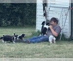 Small #5 Collie