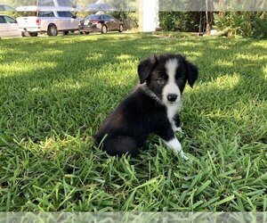 Border Collie Dog for Adoption in FORT WORTH, Texas USA