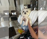 Small #4 Maltese
