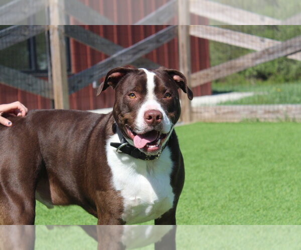 Medium Photo #4 Mutt Puppy For Sale in Chestertown, MD, USA