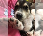 Puppy 1 Beagle-Siberian Husky Mix