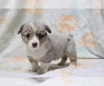 Small Photo #4 Pembroke Welsh Corgi Puppy For Sale in SHILOH, OH, USA