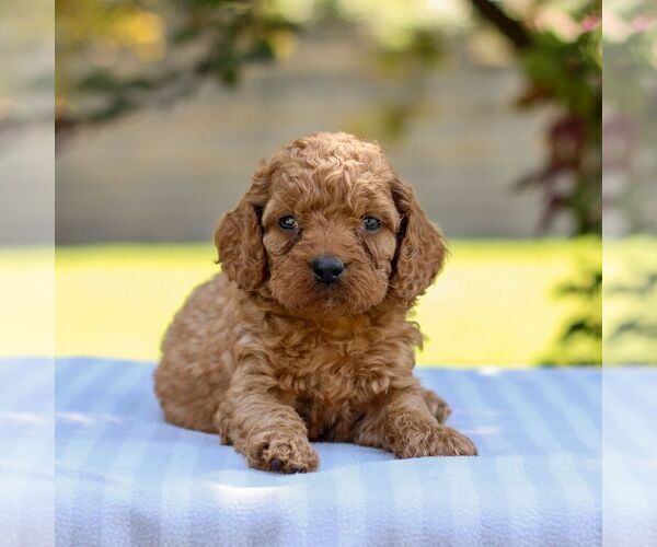 Medium Photo #1 Goldendoodle Puppy For Sale in EAST EARL, PA, USA