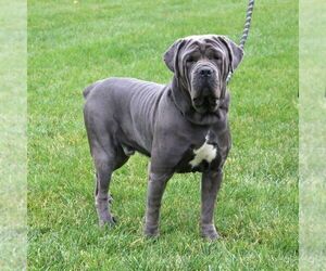 Father of the Cane Corso puppies born on 08/25/2026