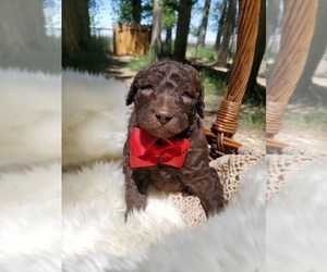 Bordoodle Puppy for Sale in EMMETT, Idaho USA