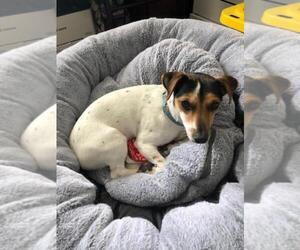 Jack Russell Terrier Dogs for adoption in GOODRICH, MI, USA