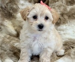 Small Maltipoo (Miniature)