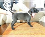 Small Photo #4 Cane Corso Puppy For Sale in WOODLAND, WA, USA