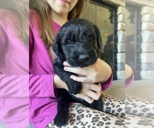 Labradoodle Puppy for Sale in OZONE, Tennessee USA