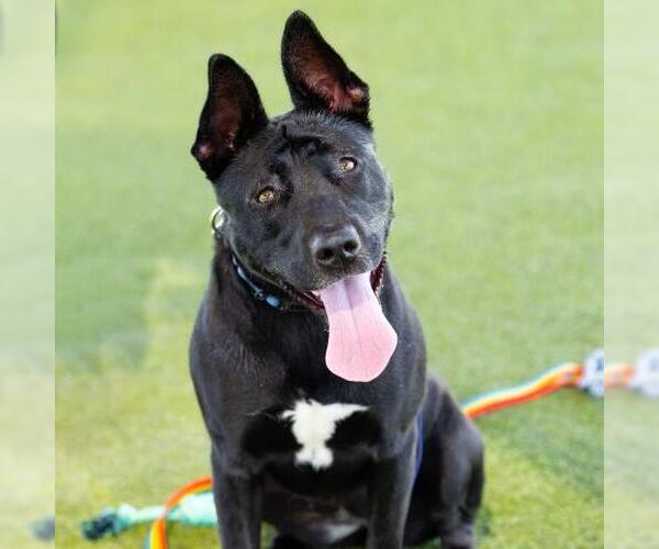 Medium Photo #2 American Pit Bull Terrier-Unknown Mix Puppy For Sale in Camarillo, CA, USA