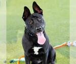 Small #1 American Pit Bull Terrier Mix