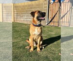 Small #6 Mastiff Mix