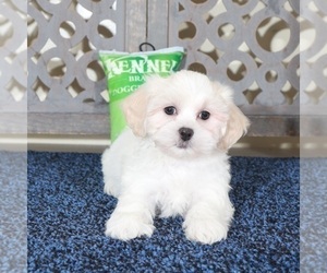ShihPoo Puppy for sale in MOUNT VERNON, OH, USA