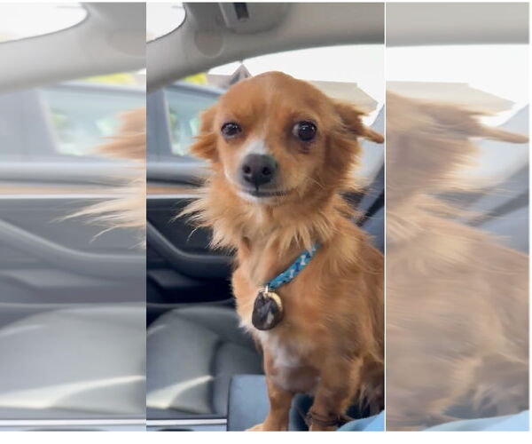 Medium Photo #1 Papillon Puppy For Sale in Menifee, CA, USA