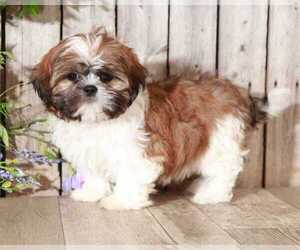 Shih Tzu Puppy for sale in MOUNT VERNON, OH, USA