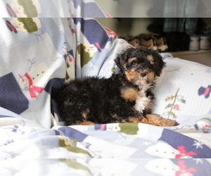 Bernedoodle (Miniature) Puppy for Sale in MILWAUKEE, Wisconsin USA