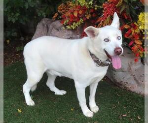 Medium Siberian Husky Mix