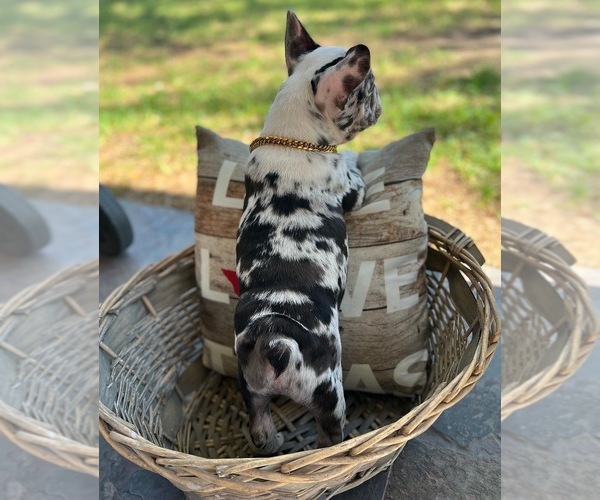 Medium Photo #5 French Bulldog Puppy For Sale in PEARLAND, TX, USA