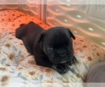 Puppy Black Tan Lilac Cavapoo