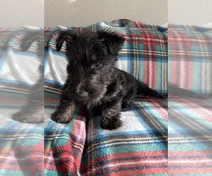 Scottish Terrier Puppy for sale in SACRAMENTO, CA, USA