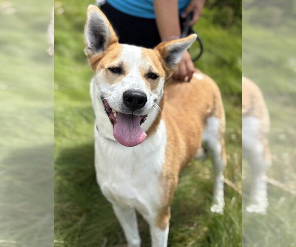 Medium Photo #2 Mutt Puppy For Sale in Salinas, CA, USA