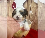 Small #16 Morkie
