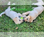 Small Photo #11 Labrador Retriever Puppy For Sale in SILSBEE, TX, USA