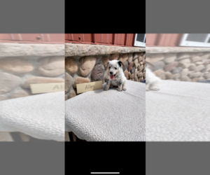 Australian Cattle Dog Puppy for sale in GRABILL, IN, USA