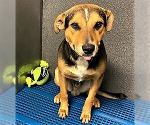 Beagle-English Foxhound Mix Dogs for adoption in Fallbrook, CA, USA