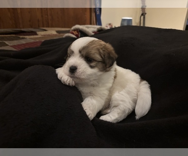Medium Photo #8 Coton de Tulear Puppy For Sale in BIG RAPIDS, MI, USA