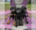 Small Photo #2 Doberman Pinscher Puppy For Sale in AUSTINVILLE, VA, USA