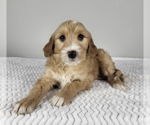 Medium Photo #2 Goldendoodle (Miniature) Puppy For Sale in FRANKLIN, IN, USA