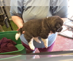 Small Photo #5 Akita Puppy For Sale in LICKING, MO, USA