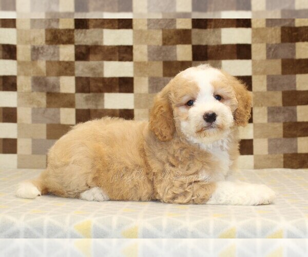 Medium Photo #2 Bernedoodle (Miniature) Puppy For Sale in DENVER, PA, USA