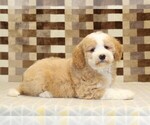 Small #1 Bernedoodle (Miniature)