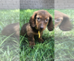 Small Photo #3 Dachshund Puppy For Sale in NASHVILLE, TN, USA