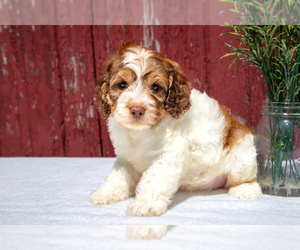 Cockapoo Litter for sale in MILLERSBURG, OH, USA