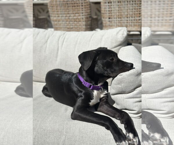 Medium Photo #10 American Pit Bull Terrier-Labrador Retriever Mix Puppy For Sale in Oakhurst, NJ, USA